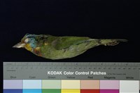 藏品(五色鳥)的圖片